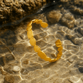 Frida – Gold Bracelet – image 3